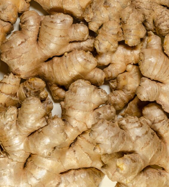 2DG9N52 Fresh ginger roots, from above. Background of juicy and fleshy rhizomes of Zingiber officinale. Used as a fragrant kitchen spice.