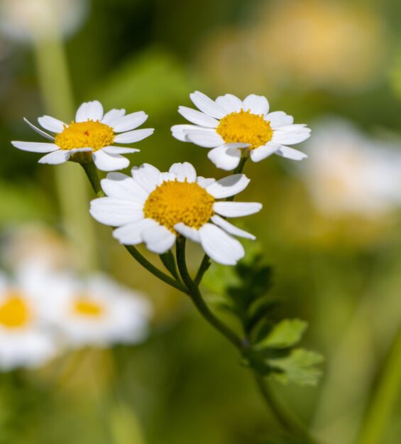 2K25F74 Feverfew or tanacetum parthenium or bachelor's buttons or featherfew many white flowers with green