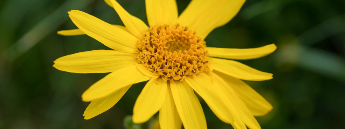 EXD58X Arnica montana, yellow wild  mountain flower