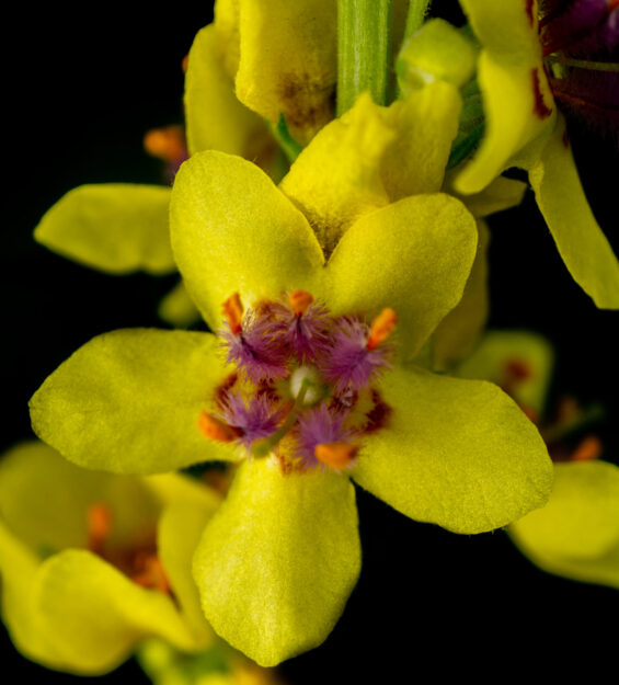 A closeup shot of the Verbascum nigrum, the black mullein flower with black background
