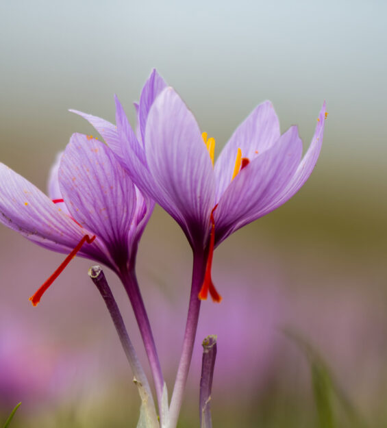 Saffron flowers on field. Crocus sativus blooming purple plant on ground, closeup view. Harvest collection season
